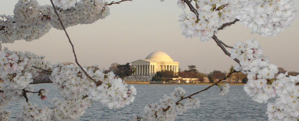 Thomas Jefferson Memorial with Cherry Tree Blossoms Thomas Jefferson Memorial with Cherry Tree Blossoms