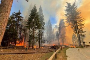 A firefighter walks near the Mariposa Grove as the Washburn fire burns in Yosemite National Park on July 7.(National Park Service via Associated Press)