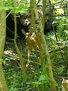 A fawn standing in underbrush.